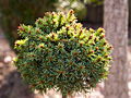 Picea abies Chloumek IMG_4966 (VALENTA) Świerk pospolity